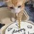 There S A Cat Licking Your Birthday Cake Cat Kitten Catlover Cats Cutecat Funnycats Meow