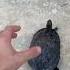 TURTLE SPEED RUN