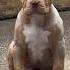 Like Pitbull Youtubeshorts Pets Trending Ytshorts Shorts Short Video Viral Song Music