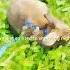 My Rabbit Died Yesteday His Name Was Chase I Miss Him