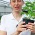 Секрет здоровой рассады органикмикс дача удобрения огород Organicmix рассада садоводы
