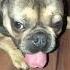 Любимый монстр Lemigans Frenchie Frenchbulldog Dog Bulldog французскийбульдог бульдог