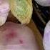 ЧЕСНОК ЭТО ВАШ ДРУГ И ТОВАРИЩ продукты питание здоровье еда