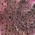 Frog Eggs Found In A Swamp Shorts