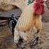 Rooster Crowing Sound With Village Sheep In Morning Animals Village
