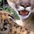 Animal Sounds Puma Growl