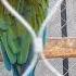 Весёлый свист зелёного попугая ару Relaxing Asmr зоопарк Zoo In Baku Parrot попугай птица