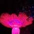 New Vids Coming Out Soon Trend Disney Animalkingdom Wow Fyp Viral Pandora Avatar
