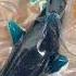 World S Largest Gummy Shark Shorts