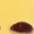 I Am A Banana