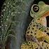 Mr Frog Went A Courting
