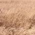 Охота на фазана Количество птицы ошеломляет охота охотанафазана Pheasanthunting Pheasant