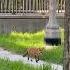 Watch A Fox Chase A Rabbit In The Heart Of Chicago Shorts Viral