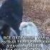 Охота на лося с собакой охота охотник Hunting охотаналося лось