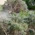 Storm Aftermath Cleanup Blue Spruce Removal Garden Answer