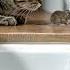 OMG The Cat Is Silently Back Of Mouse What Will Happen
