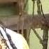Ilal Habib JAMIYYAH SHOLAWAT AZ ZAHDA