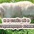 анекдоты про животных приколы юмор смех анекдоты собаки Shorts