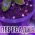 Вырастила ЛИМОН из КОСТОЧКИ БЫСТРО И ЛЕГКО Пересадка комнатного лимона Взошли 5 растений из 5