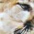Puma Sound Effect