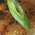 Pan Seared Chilean Sea Bass