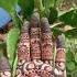Har Har Mahadev Mehndi Mehmdi Youtubeshorts Hena