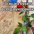 Как укоренить розы из букета розы розыизбукета черенки какукоренить хештег мои6соток
