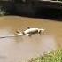 Don T Fall For This Crocodile S TRICK