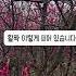눈속에 피는 매화 설중매 설중매 설중매꽃 경산농원 경산꽃나무 꽃나무 경산묘목 경산갑을농원 경산종묘상
