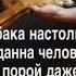Преданность собаки