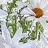 С ДОБРЫМ УТРОМ ХОРОШИМ ДНЁМ GOOD MORNING GOOD DAY Исполняет МАРК БЕРНЕС MARK BERNES
