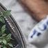 UP POTTING TOMATO Seedlings DIVIDING Vegetable Seedlings Slow Living Silent Vlog