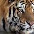 Nature S Ninja The Unbelievable Agility Of Tiger Bioga