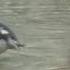 Stockente Mallard Canard Colvert
