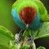 Birds And Piano Music Meditation Music Relaxation Fall Asleep In 5 Minutes Youtubeshorts