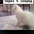 После ремня твоя жопа через 5 секунд