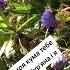 ой кума моя кума Music природа Garden квіти україни Memes Pop кумамоя Flowers Shortvideo