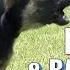 How To Train Your Dog To Stop Pulling On Leash Without Force And Without Treats Zeus The GSD