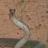 Black Mamba Fastest Deadliest Snake BlackMamba DeadliestSnake SnakeFacts Wildlife AnimalKingdom