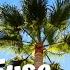 Tropic Fuse French Fuse Dance Electronic Inspirational