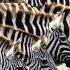 Nina Simone Luther King Sunday In Savannah Wmv