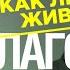 Лагос Нигерия Анастасия Зинина За границу насовсем Даниил Макеранец