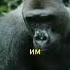 СИЛА ГОРИЛЛЫ Animals Gorilla гориллы