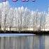 Swan Lake Ballet Music Op 20 Scene Lake In The Moonlight