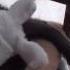 Maskeli KEDİ