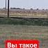 миллион Сайгаков в саратовской области охотаотпервоголица атмосфераохоты сайгаки краснаякнига