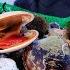 Norway Digging Arctic Shells 15 Arctic Ocean To Catch The Sea Sea Urchins And Conch A Basket