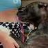 Pitbull Dog Kisses Her Pregnant Belly Staffordshirewildlife