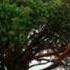 Adam F The Tree Knows Everything