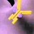 Production Of Antigen Receptors Immunology